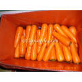 Cenoura fresca de Shandong começando